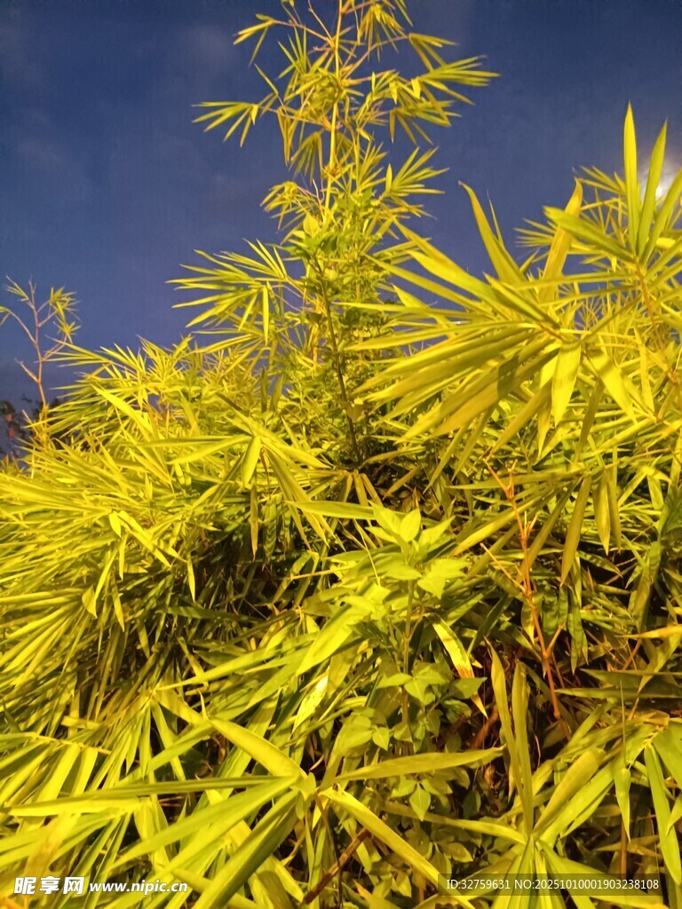 金黄翠竹 