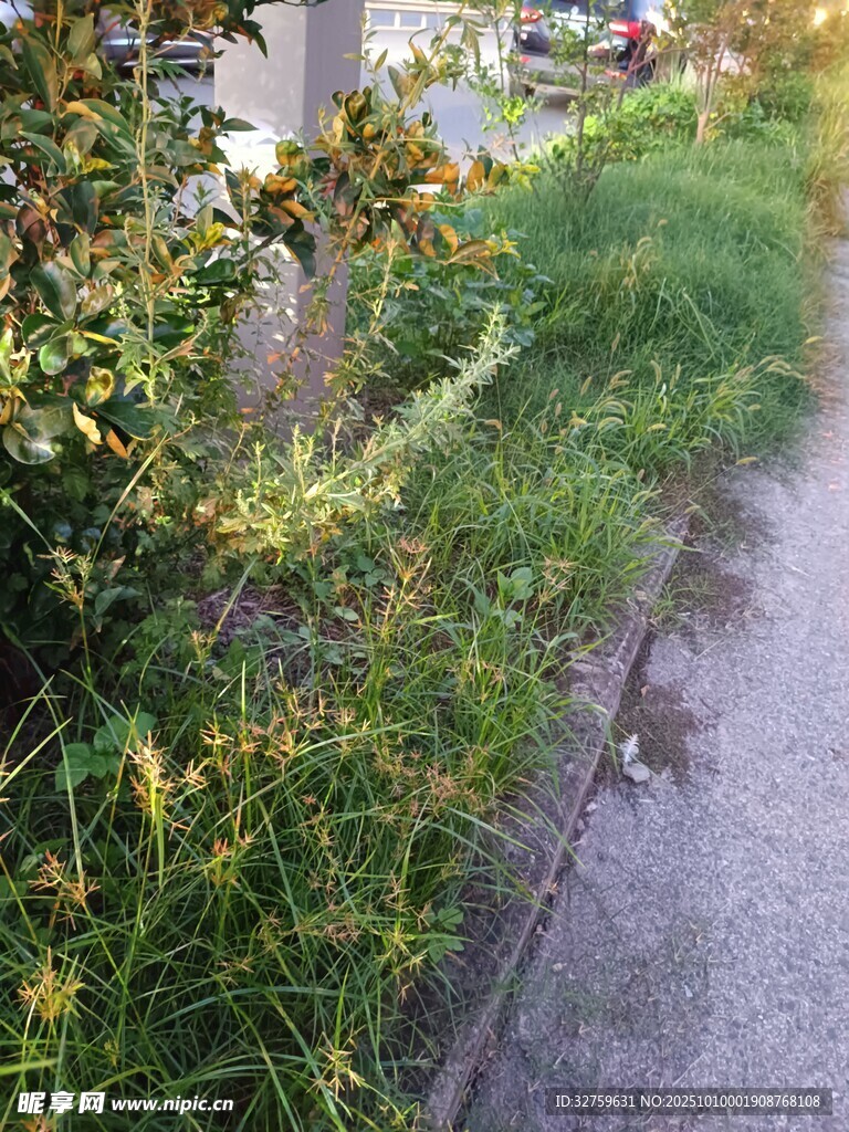 路边繁茂绿植景观