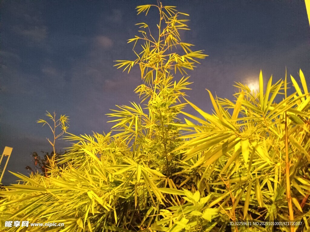 夜幕下金黄的蓬勃植物
