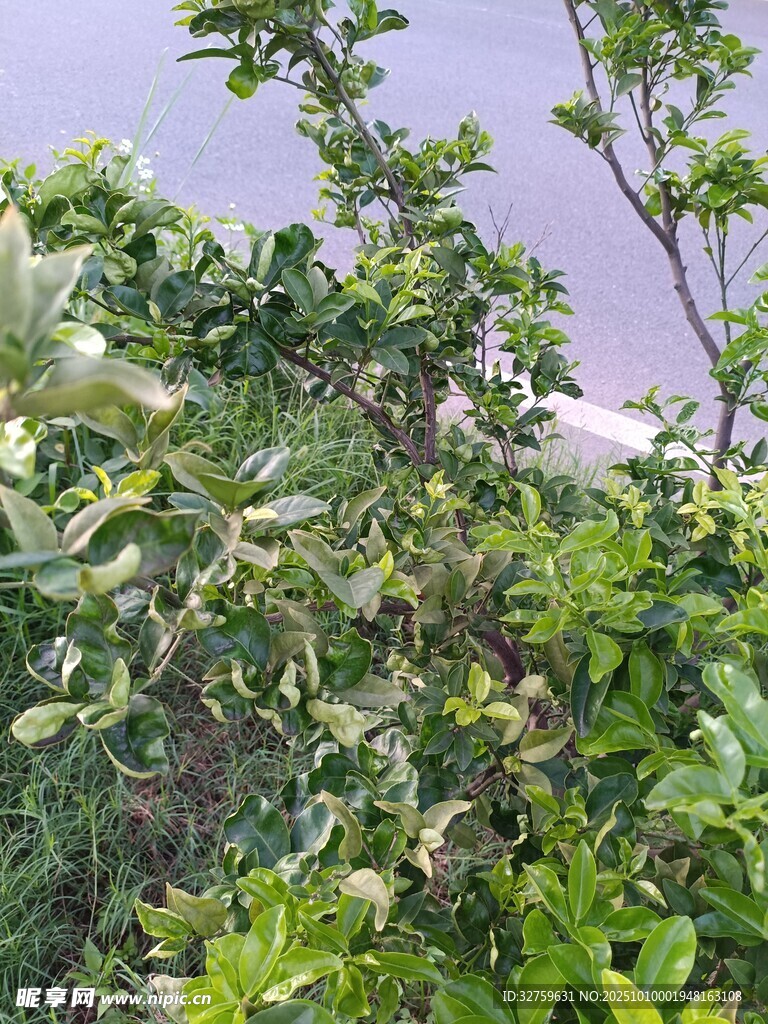 繁茂绿植 