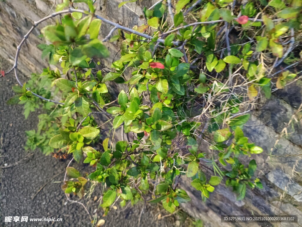 墙边绿植生机勃勃