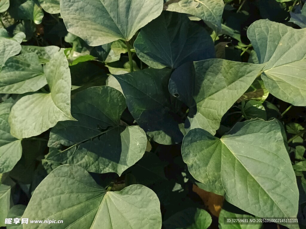 绿叶繁茂的红薯植株