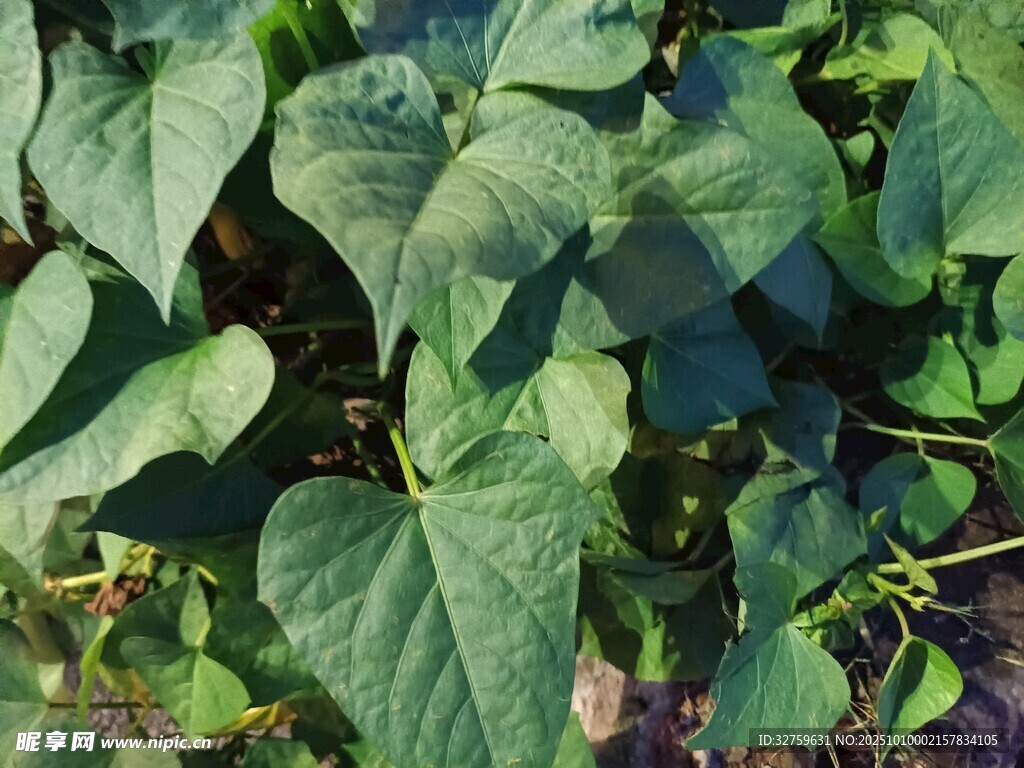 翠绿番薯叶特写
