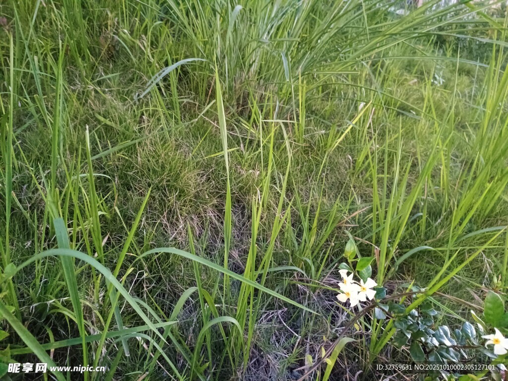 草丛中的白色小花