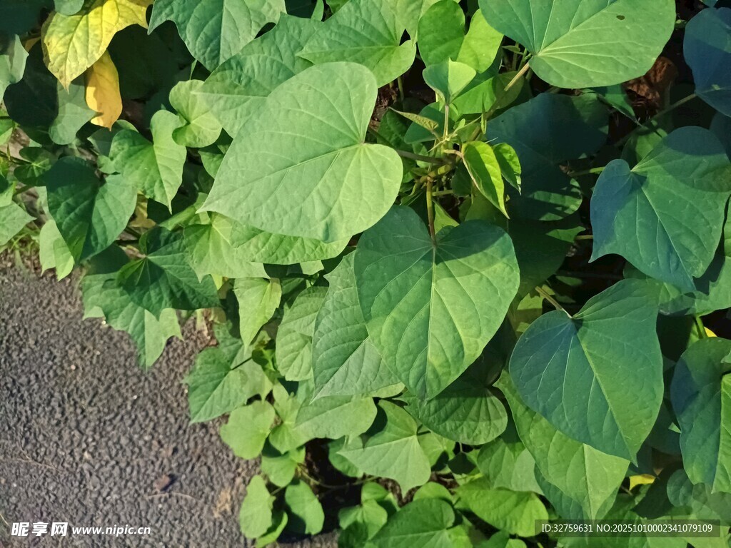 绿叶繁茂的植物景象