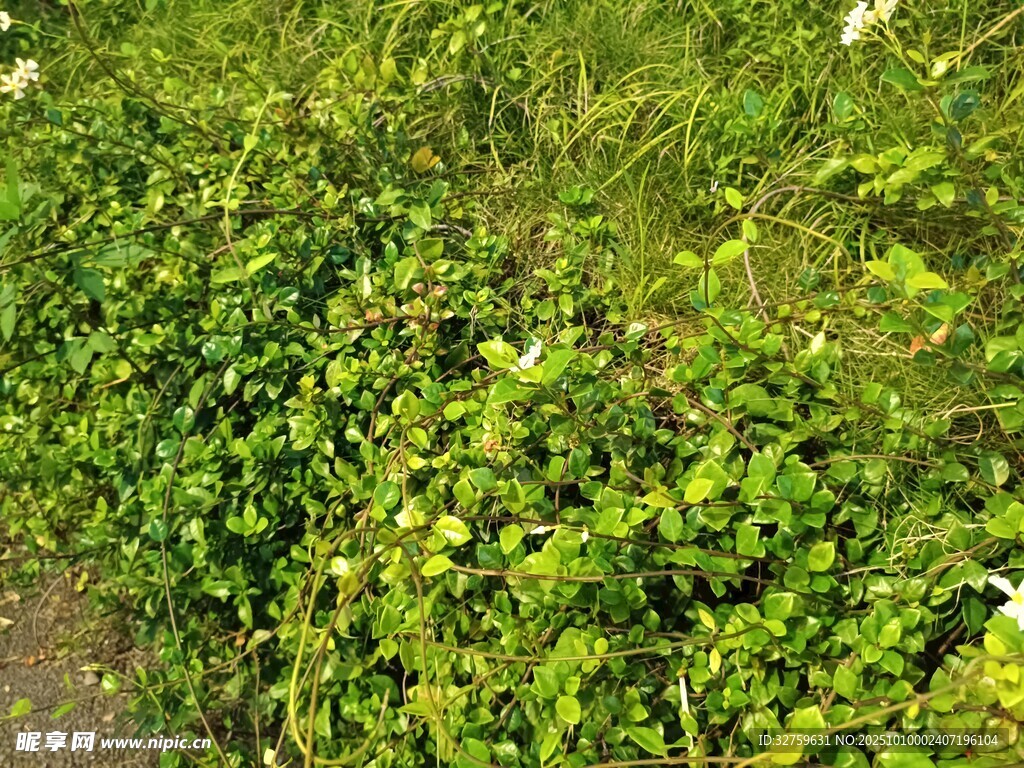 绿意盎然的繁茂植物景观