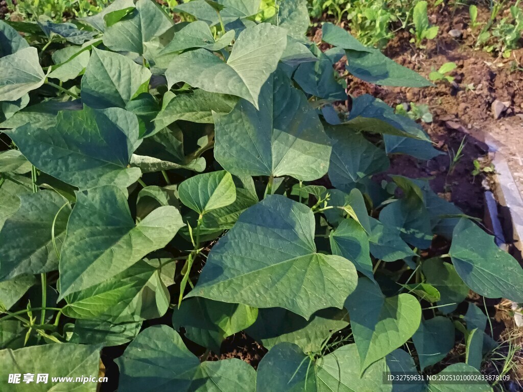 绿叶繁茂的植物