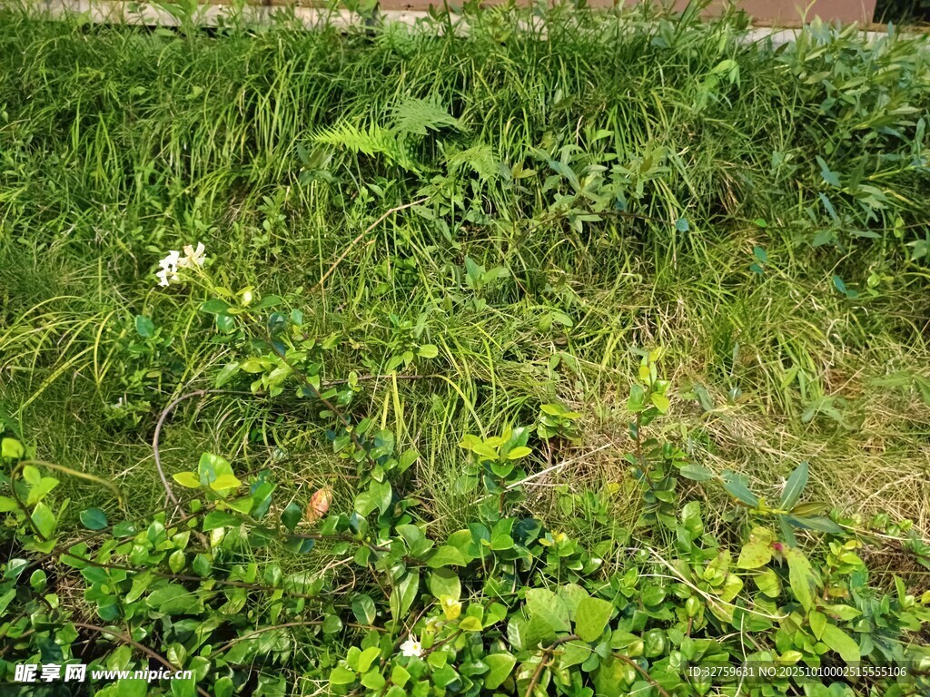 翠绿草地