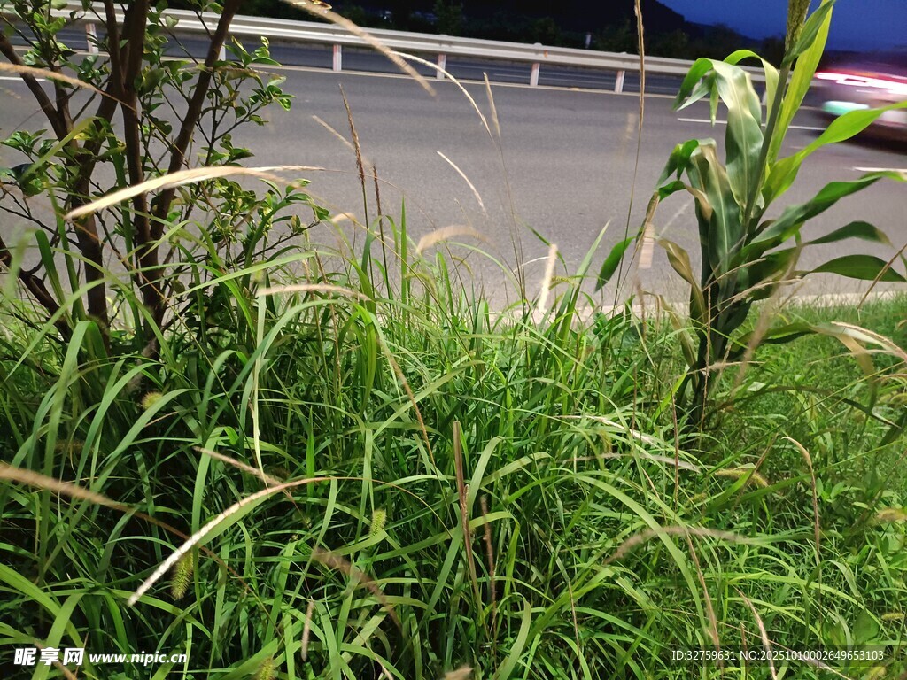 路边茂盛草丛