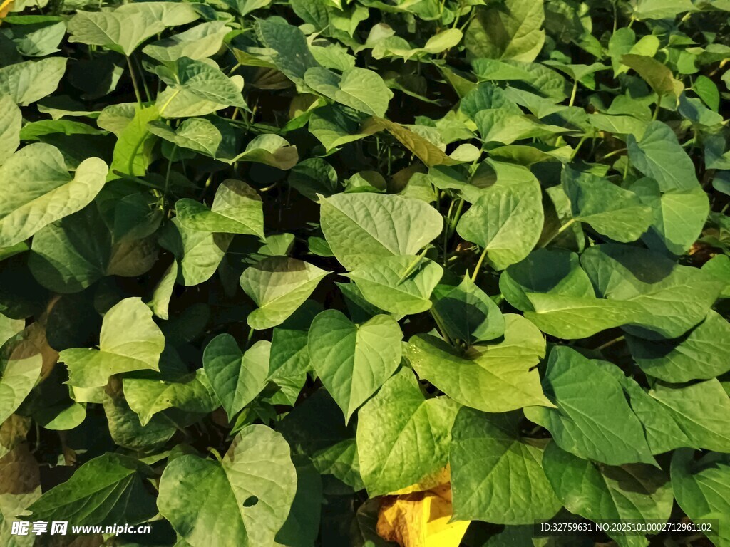 绿叶繁茂的植物景观
