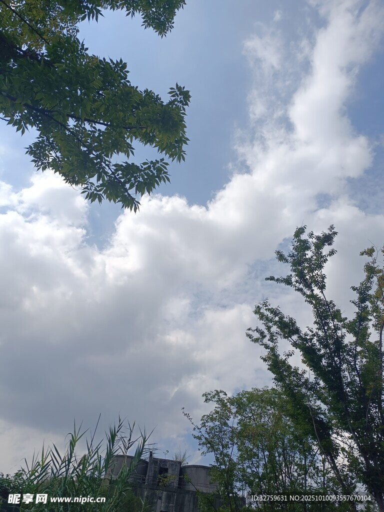 蓝天白云下的绿树景致