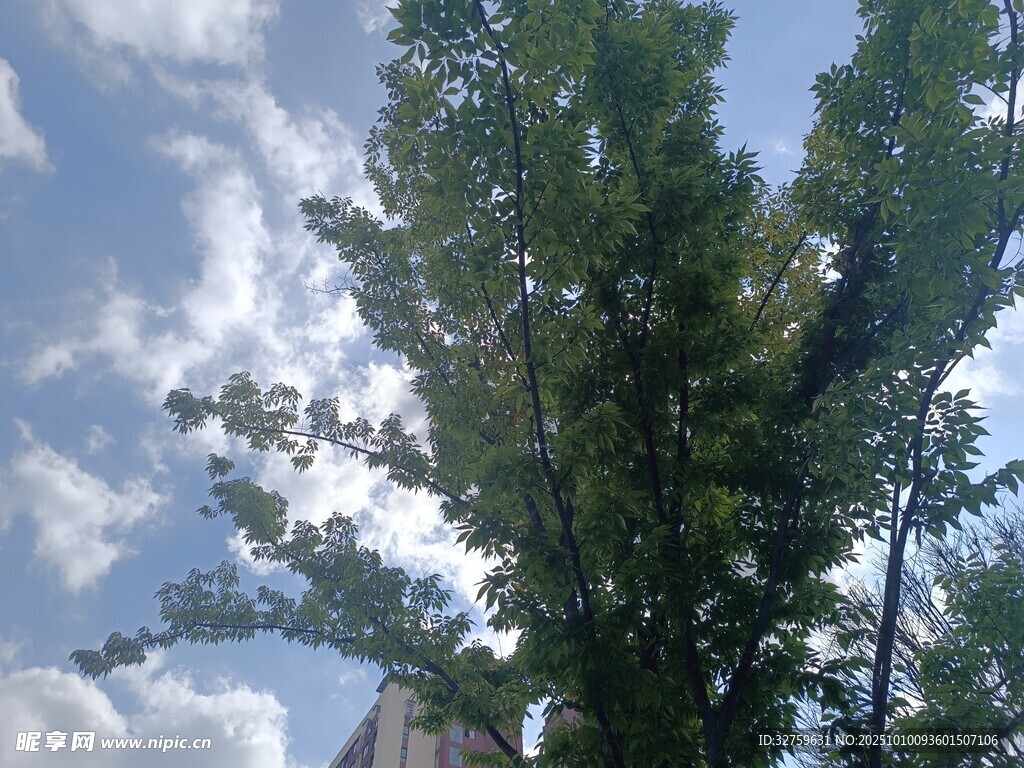 蓝天绿树间的清新景致