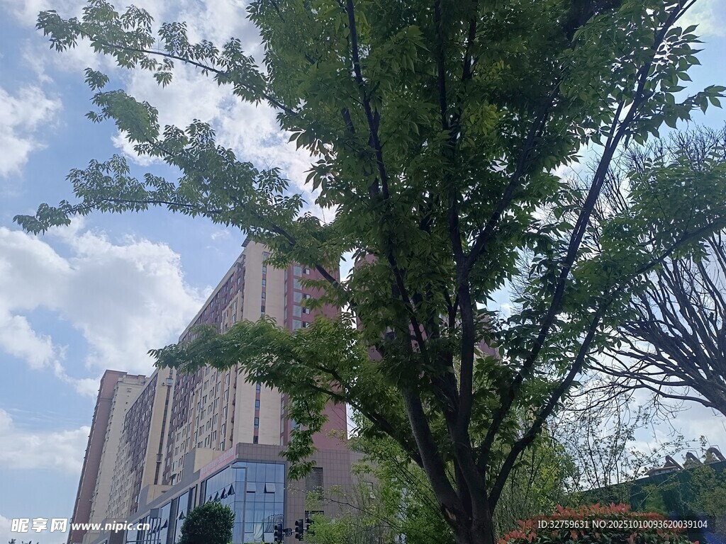 绿树掩映下的城市建筑
