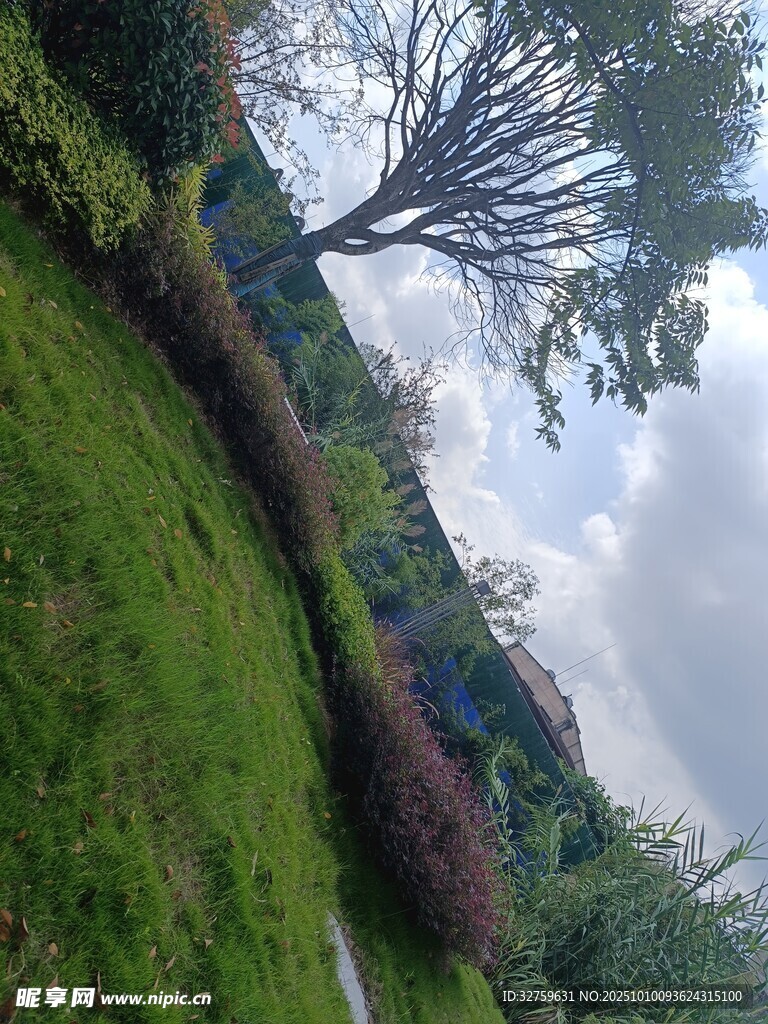 绿意盎然的户外风景