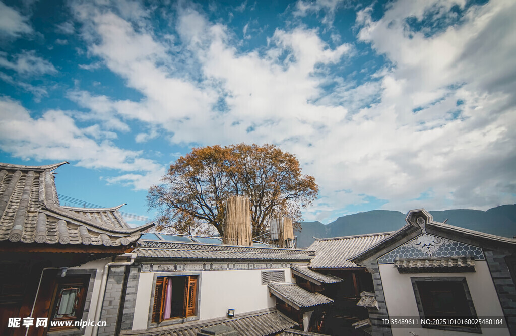 古居旁的参天大树