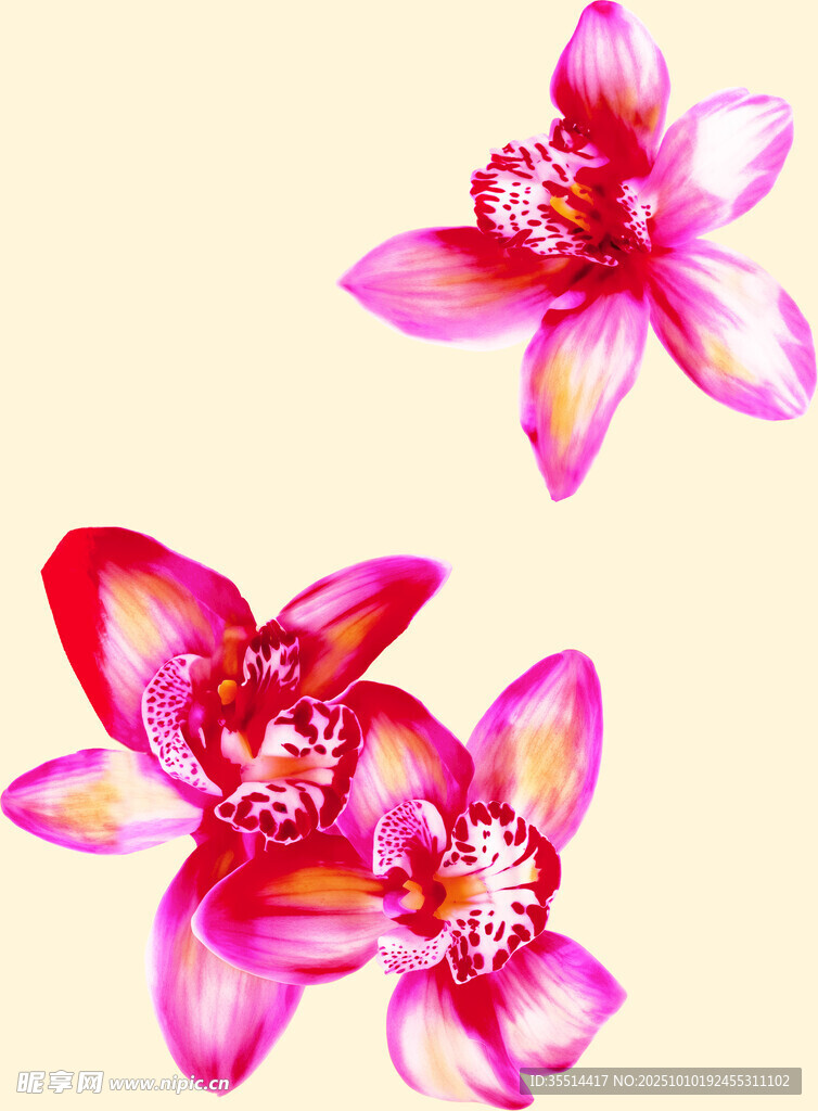 艳丽粉色花朵插画
