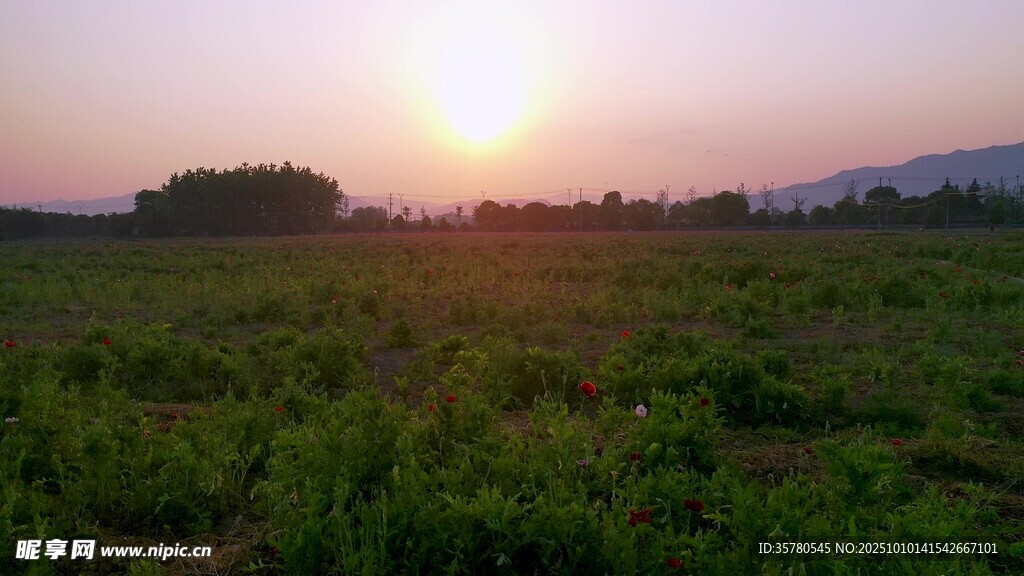夕阳下的绿野风光