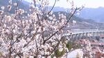 山间绽放的烂漫樱花