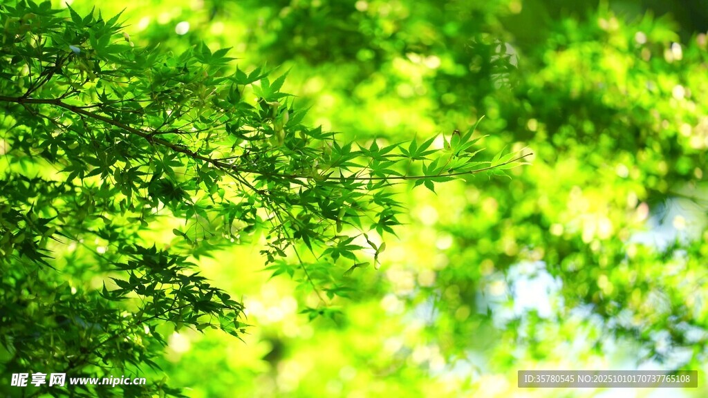 翠绿树叶间的明媚光影