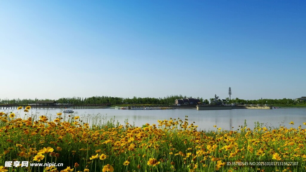湖畔黄花盛放的美丽景致