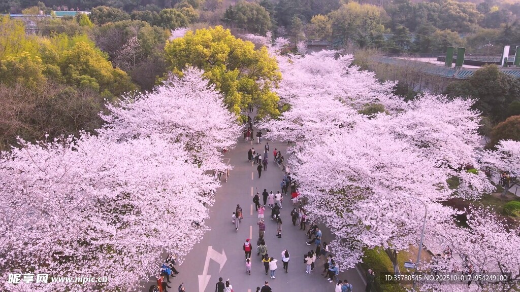 空中俯瞰烂漫樱花大道