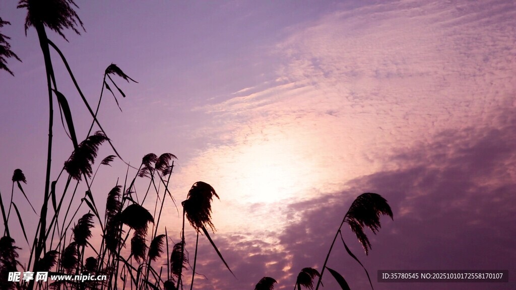 夕阳下的芦苇剪影
