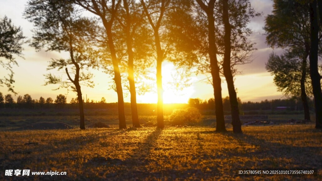 夕阳下的树林美景