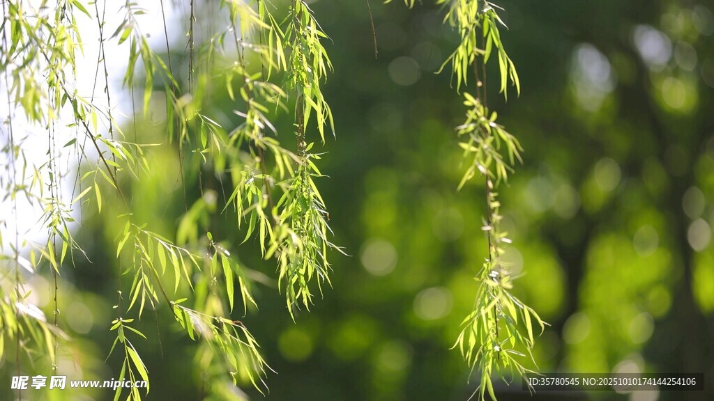 嫩绿柳枝垂挂