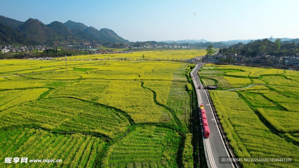 金黄稻田中的公路穿行景
