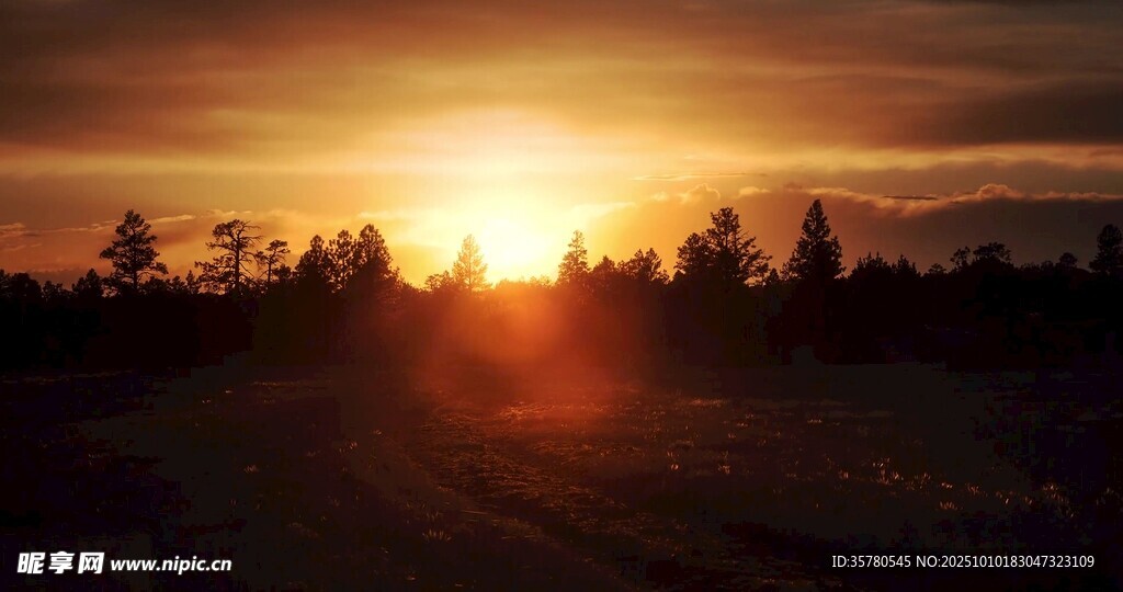 夕阳下的林间美景