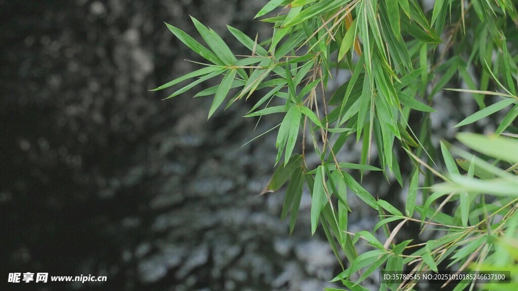 翠绿竹叶映于朦胧背景