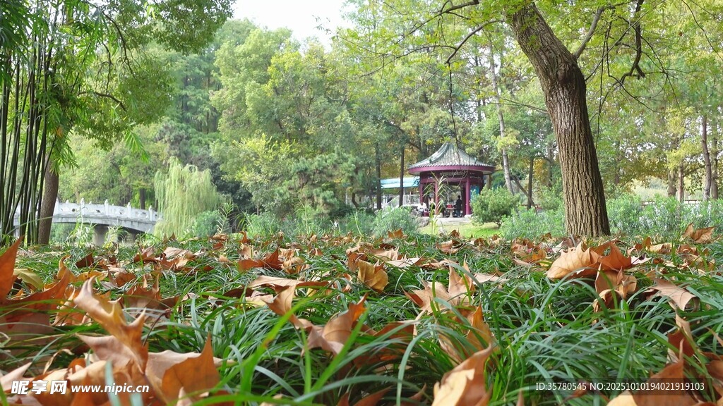 秋日公园落叶美景