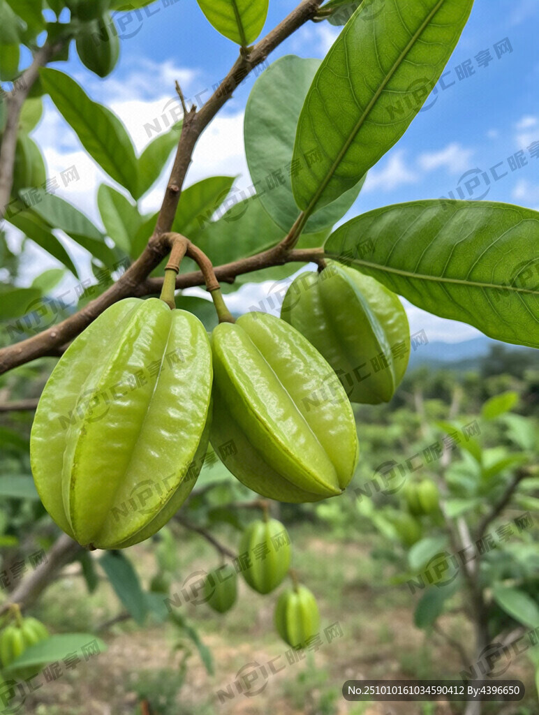 一整棵杨桃树