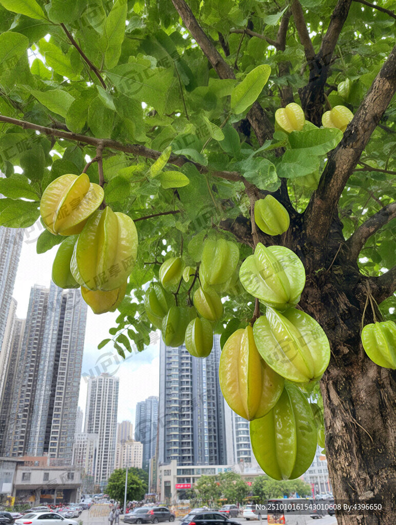 一整棵杨桃树