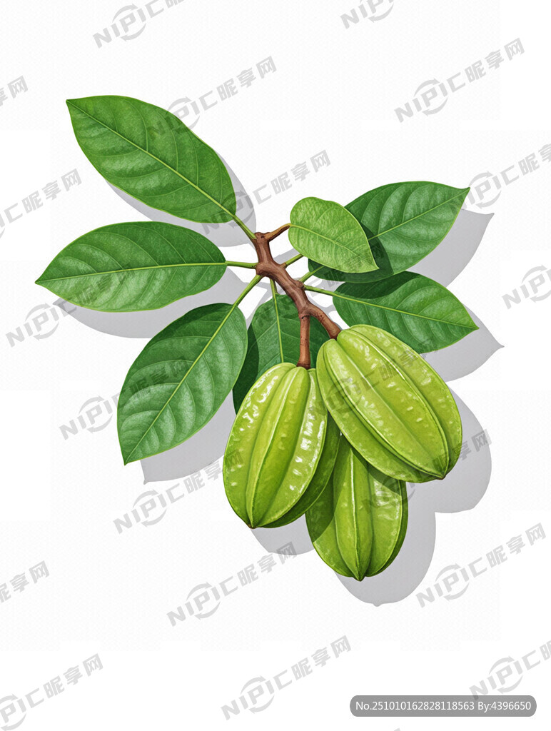 一整棵杨桃树 带一点写实的风格