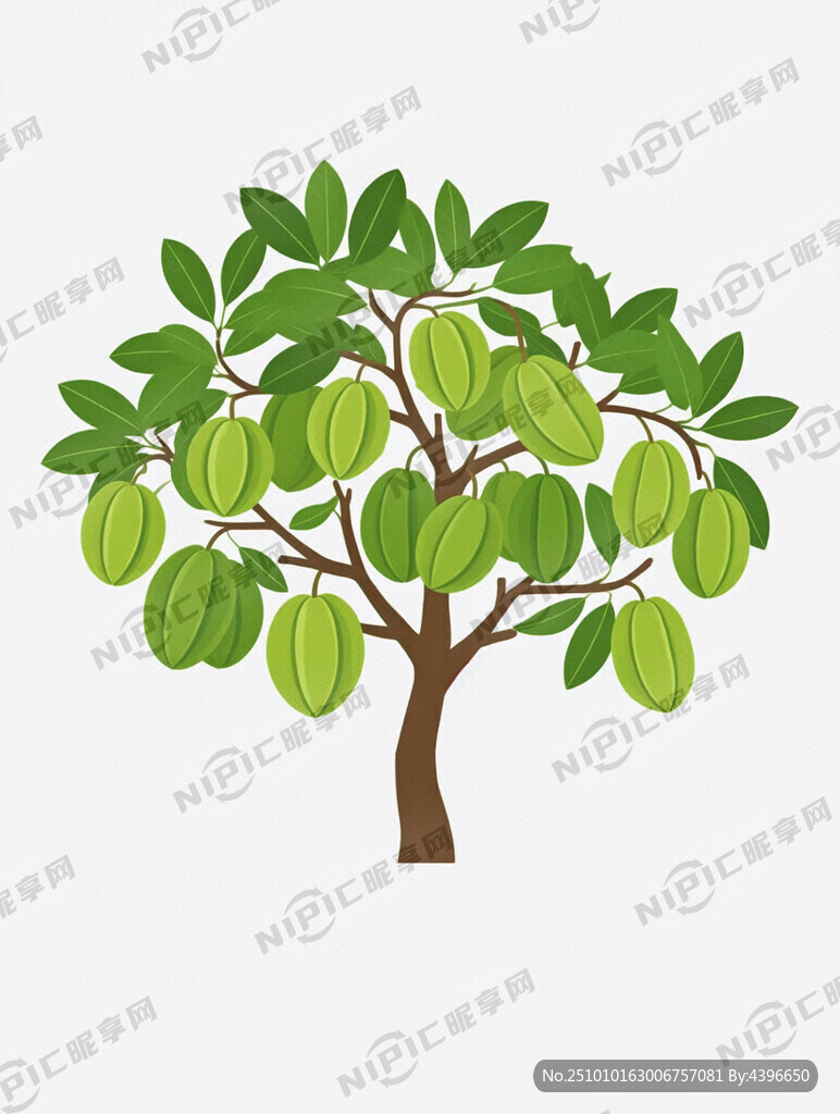 一整棵杨桃树 果实垂挂在右侧