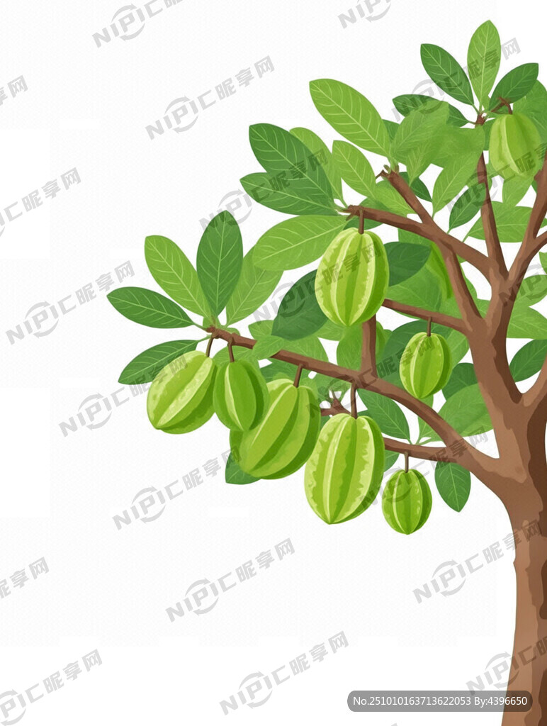 一整棵杨桃树 果实垂挂在右侧