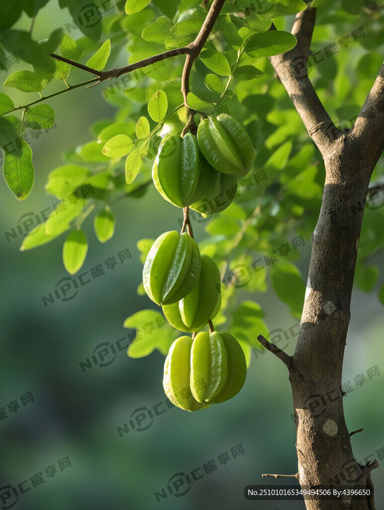 一棵杨桃树 果实垂挂在右侧