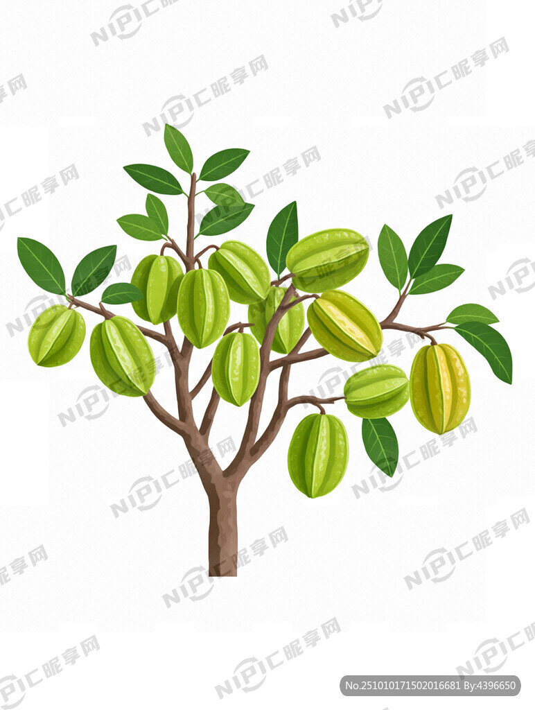 一棵杨桃树 枝干偏右生长