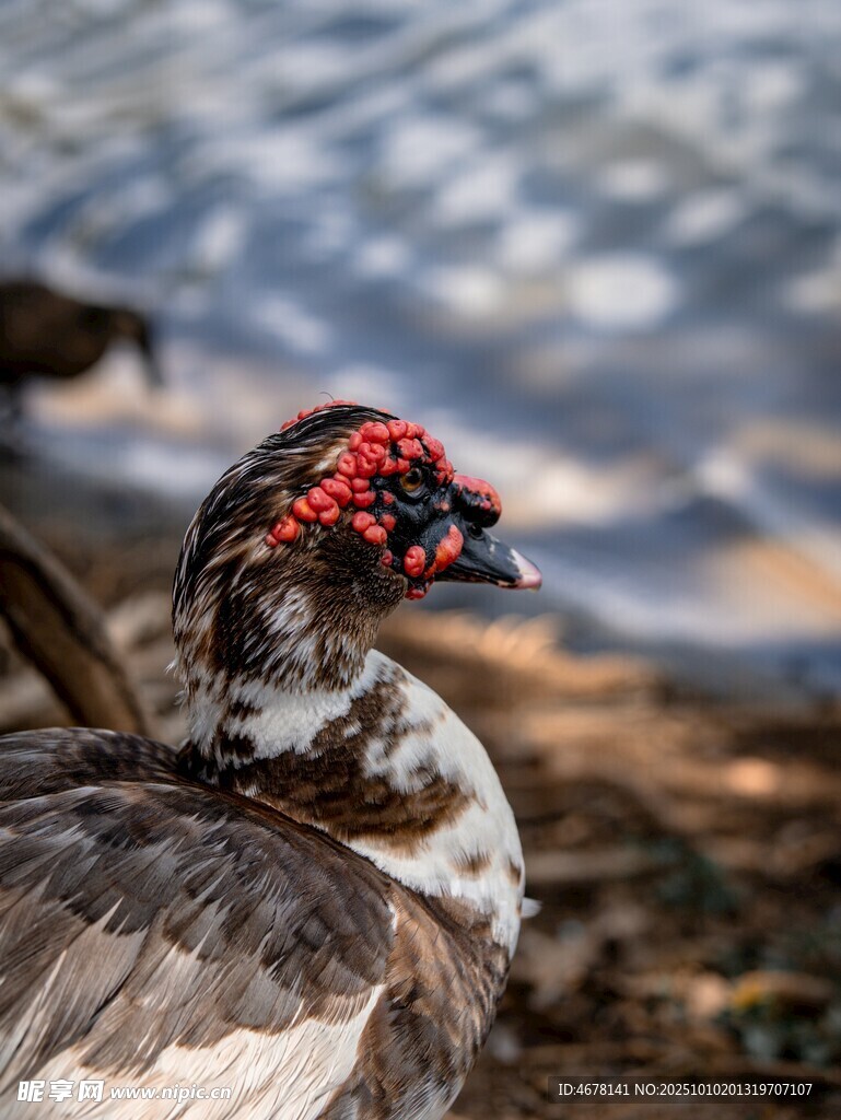 红羽鸭特写