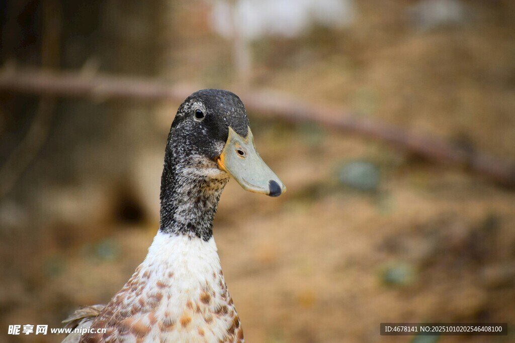 特写可爱的斑点鸭子