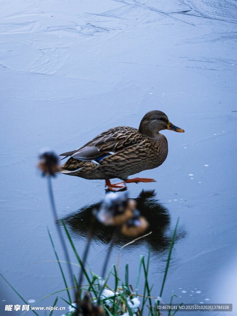 水面上的鸭子与水草