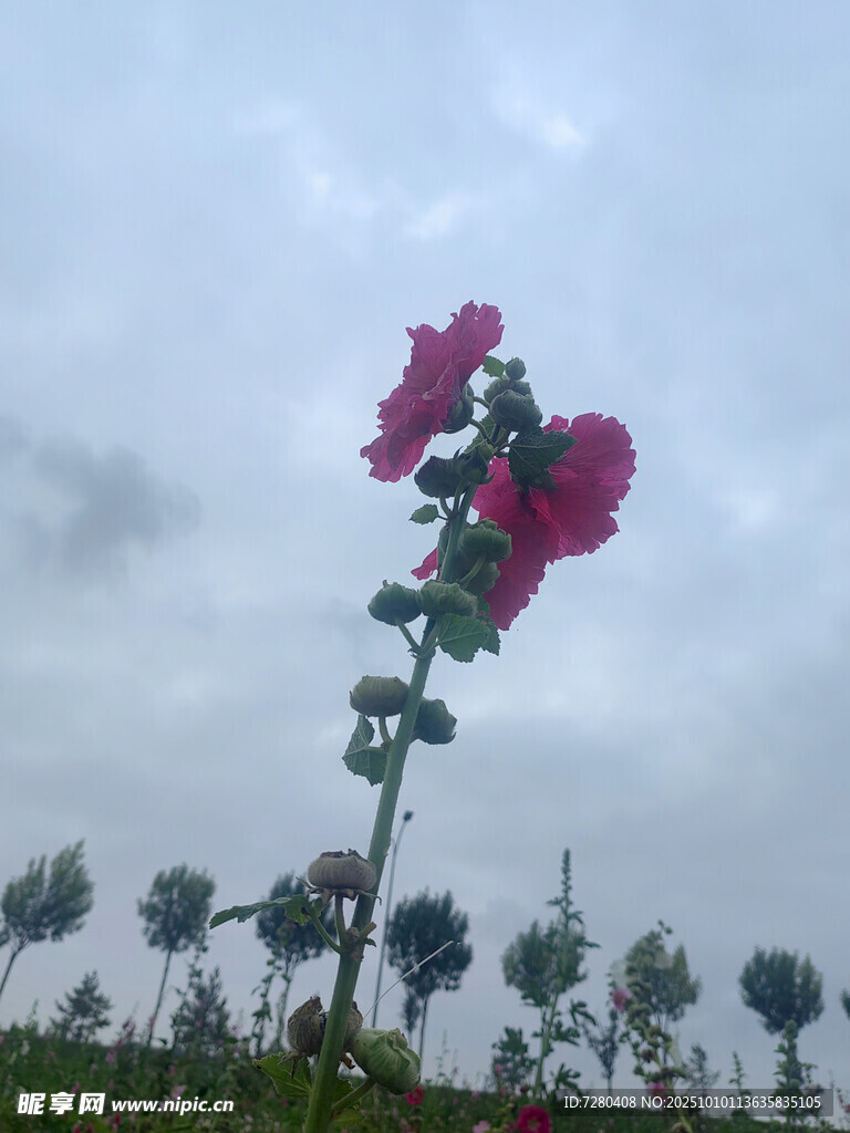 独株蜀葵绽于天际