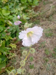 白色花朵绽放于草丛间