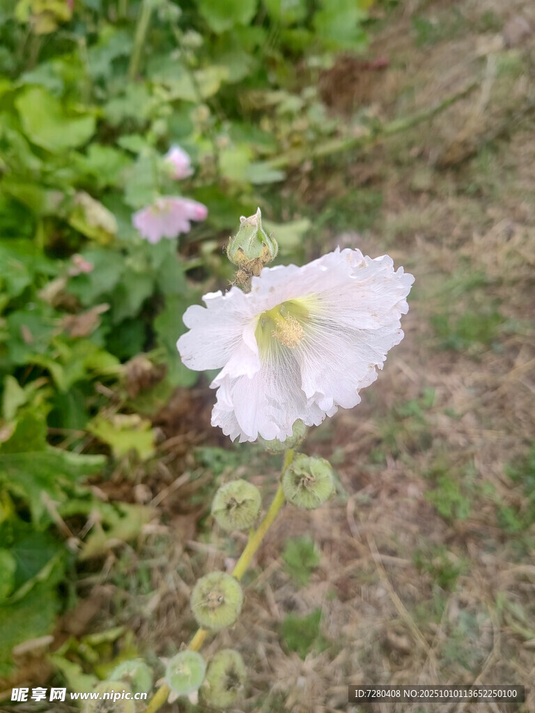 白色花朵绽放于草丛间