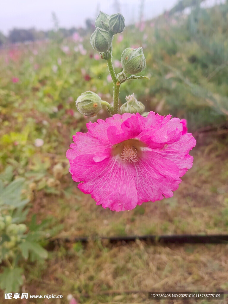 娇艳粉色蜀葵花