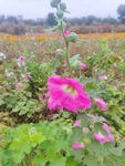 田野中的艳丽蜀葵花朵