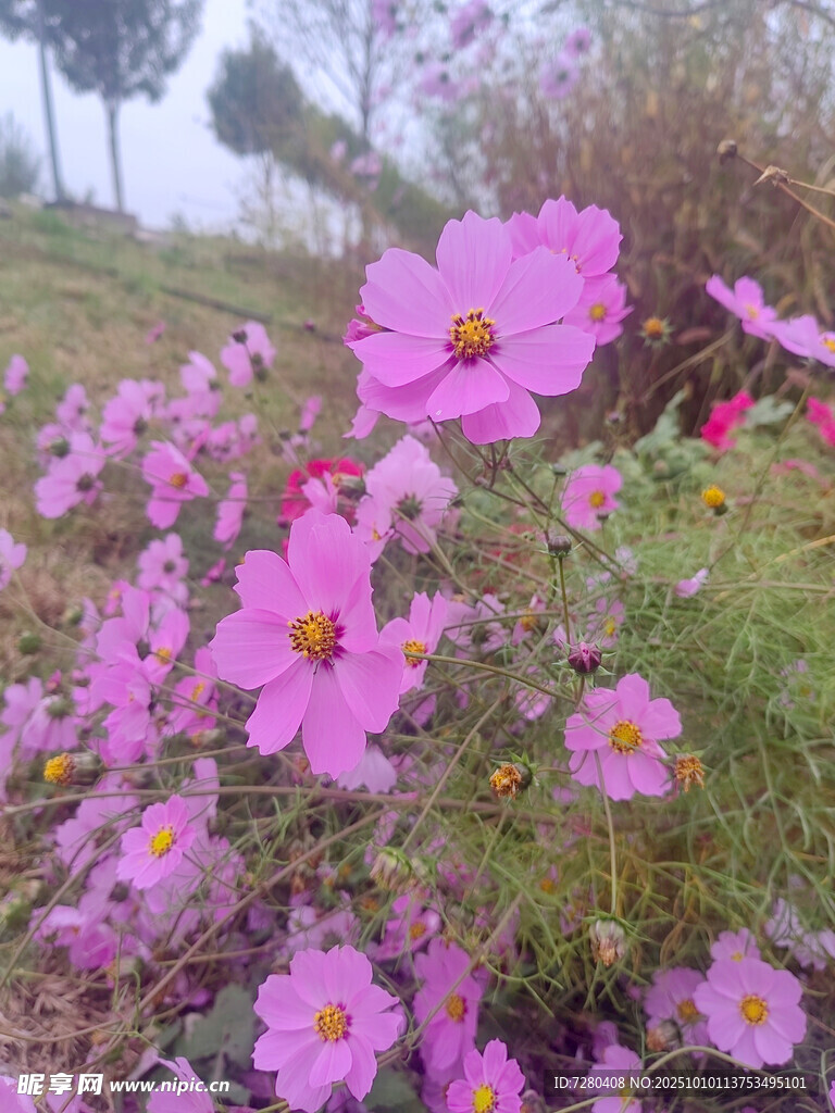 山坡上的粉色波斯菊花海