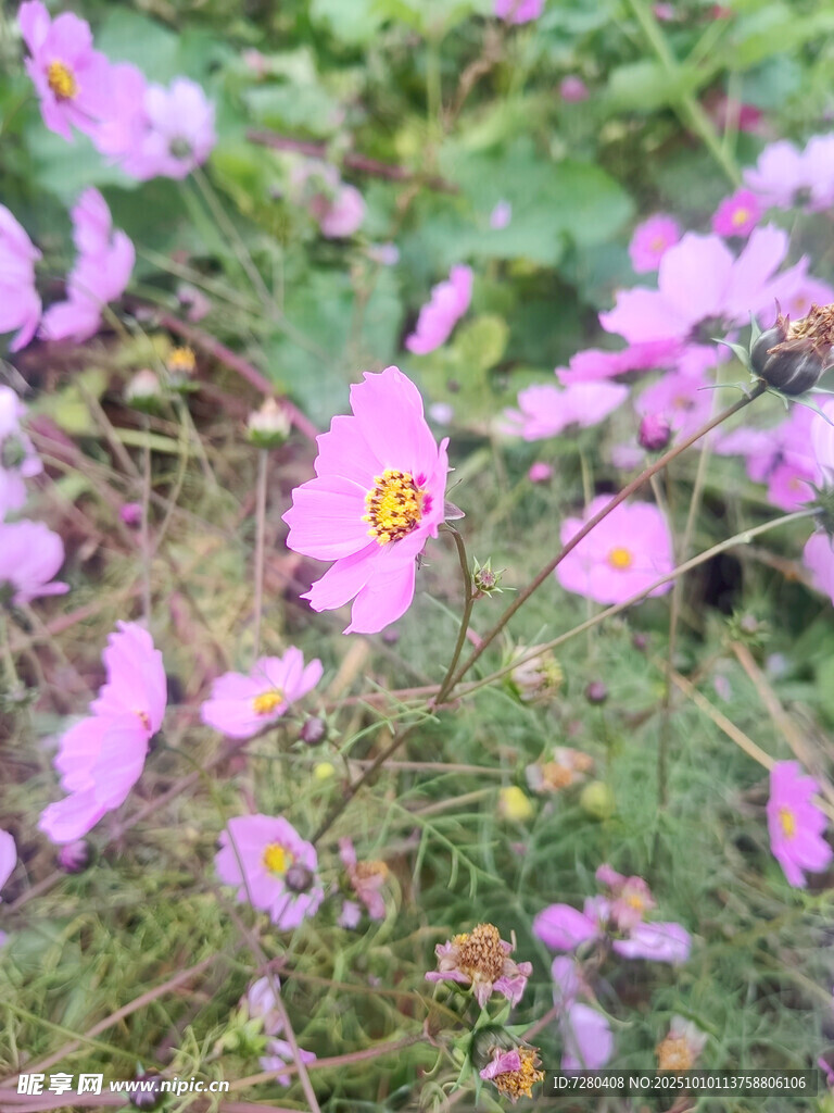 粉色小花绽放于草丛间