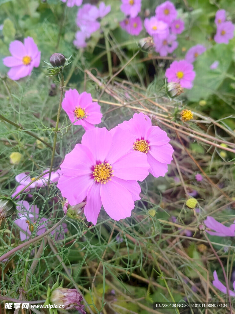 粉色格桑花绽放于草地